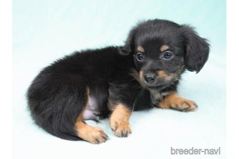 成約済の東京都のチワックス:チワワ×ミニチュアダックスフンド-190537の4枚目